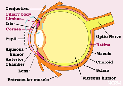 Eye Anatomy Limbus